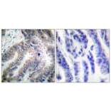 Immunohistochemistry - Anti-Caspase 8 Antibody (B0059) - Antibodies.com