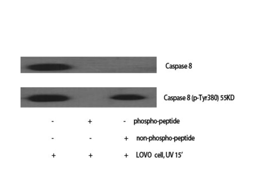 Western Blot - Anti-Caspase 8 Antibody (B0059) - Antibodies.com