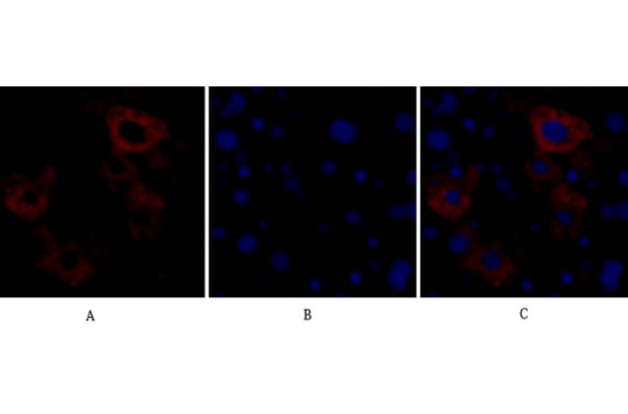 Immunofluorescence - Anti-Caspase 8 Antibody (B0059) - Antibodies.com