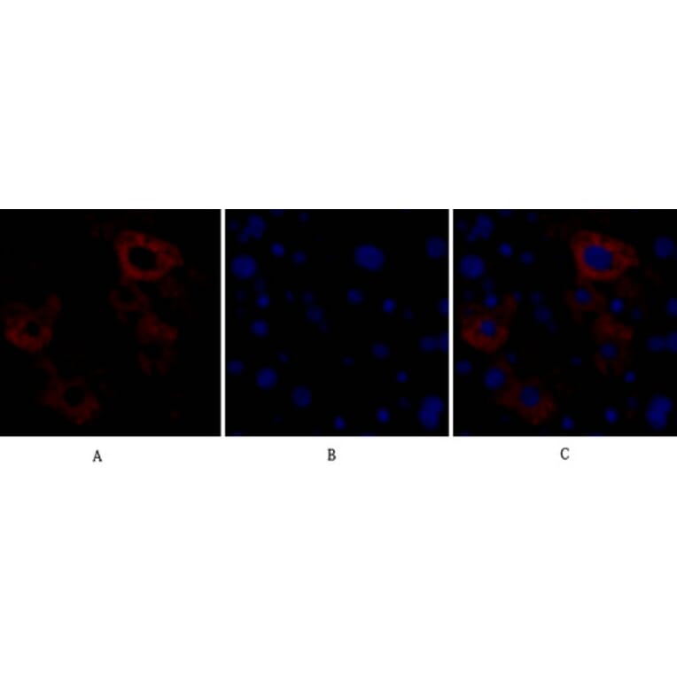Immunofluorescence - Anti-Caspase 8 Antibody (B0059) - Antibodies.com