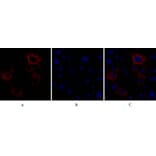 Immunofluorescence - Anti-Caspase 8 Antibody (B0059) - Antibodies.com