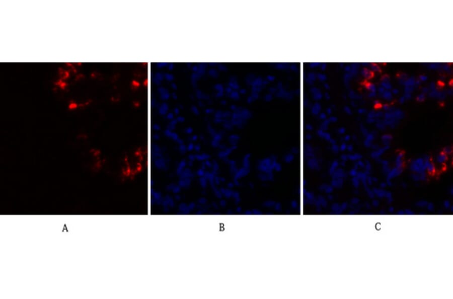Immunofluorescence - Anti-Caspase 8 Antibody (B0059) - Antibodies.com