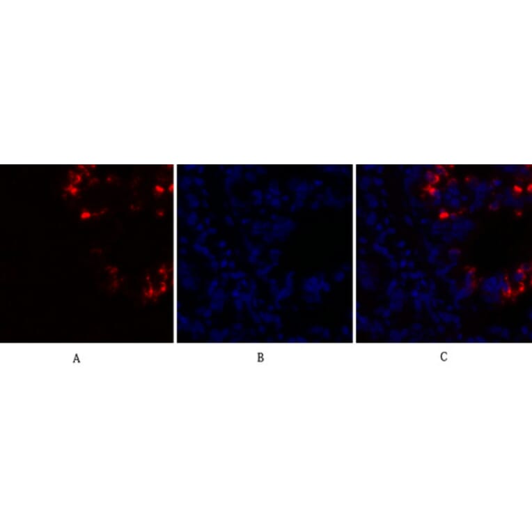 Immunofluorescence - Anti-Caspase 8 Antibody (B0059) - Antibodies.com