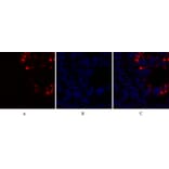 Immunofluorescence - Anti-Caspase 8 Antibody (B0059) - Antibodies.com