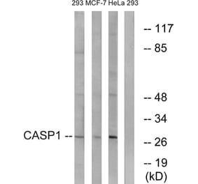 Western Blot - Anti-Caspase 1 Antibody (B1025) - Antibodies.com