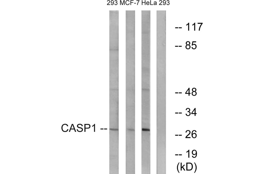 Western Blot - Anti-Caspase 1 Antibody (B1025) - Antibodies.com