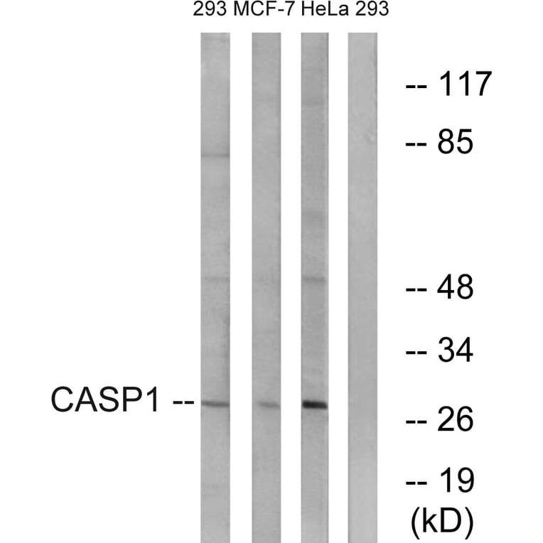 Western Blot - Anti-Caspase 1 Antibody (B1025) - Antibodies.com