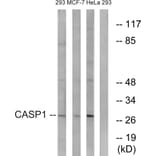 Western Blot - Anti-Caspase 1 Antibody (B1025) - Antibodies.com