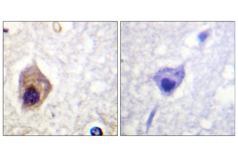 Immunohistochemistry - Anti-Caspase 1 Antibody (B1025) - Antibodies.com