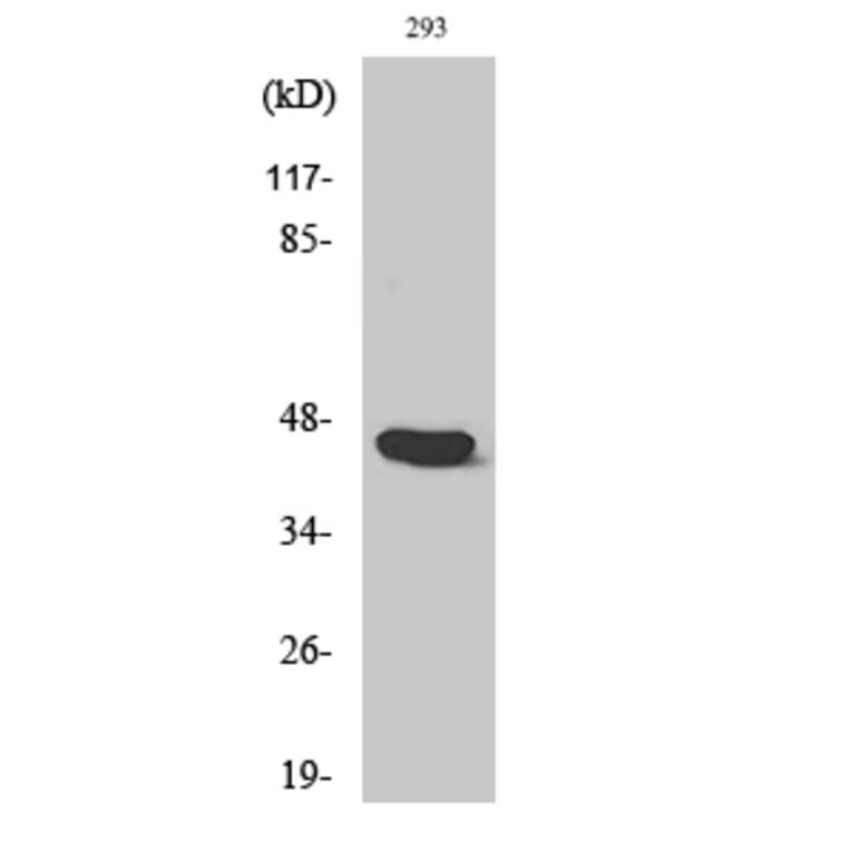 Western Blot - Anti-Caspase 1 Antibody (B1025) - Antibodies.com