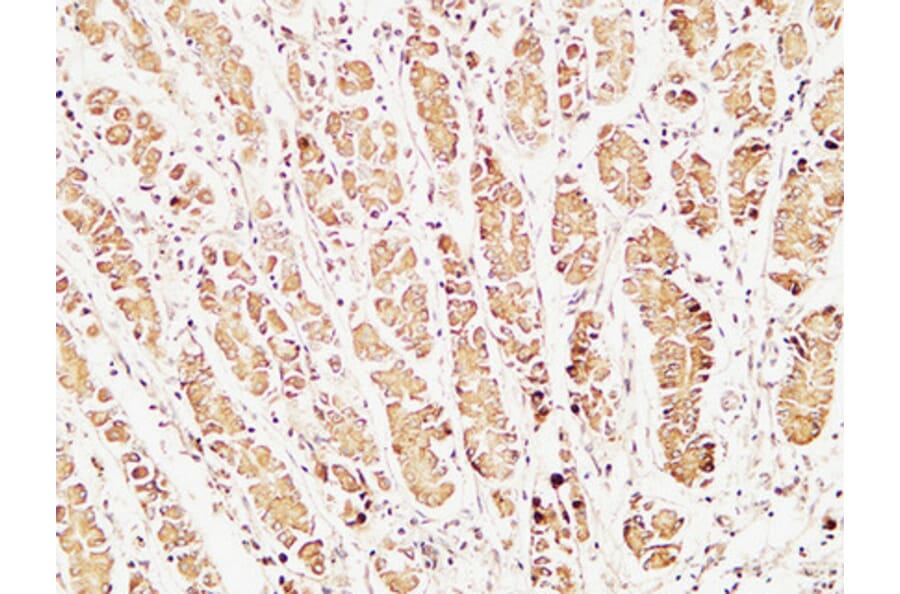 Immunohistochemistry - Anti-Caspase 1 Antibody (B1025) - Antibodies.com