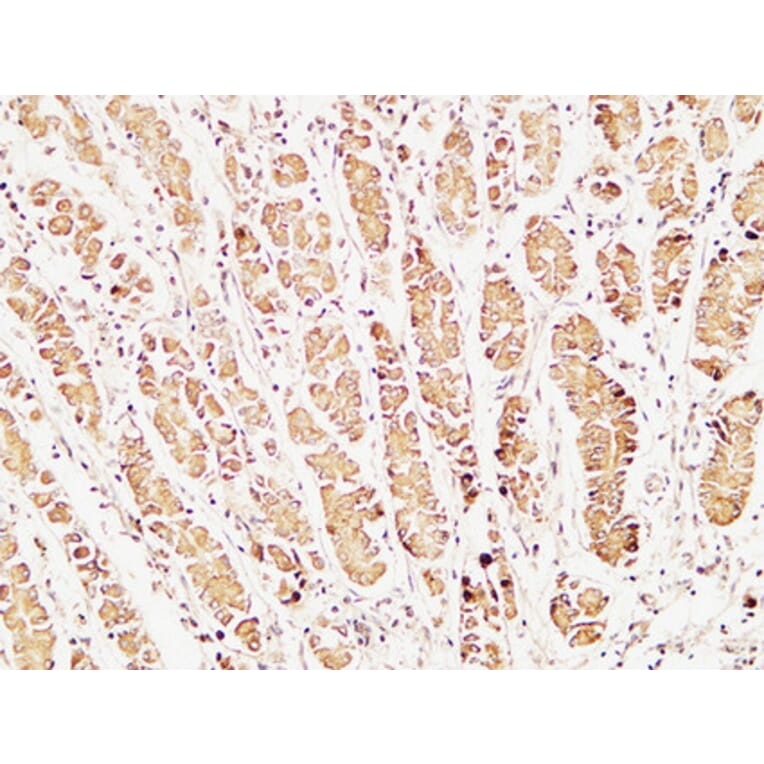 Immunohistochemistry - Anti-Caspase 1 Antibody (B1025) - Antibodies.com