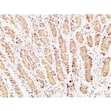 Immunohistochemistry - Anti-Caspase 1 Antibody (B1025) - Antibodies.com