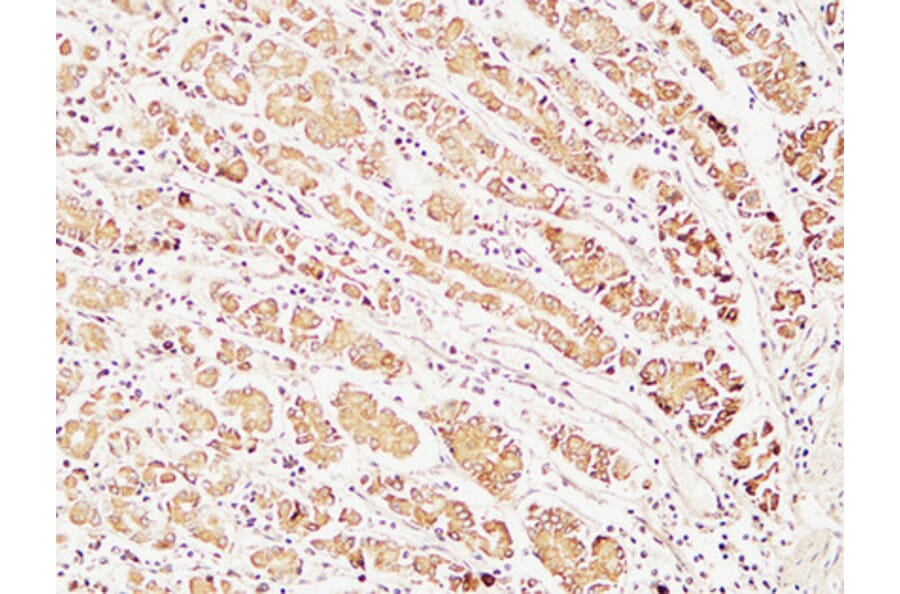 Immunohistochemistry - Anti-Caspase 1 Antibody (B1025) - Antibodies.com