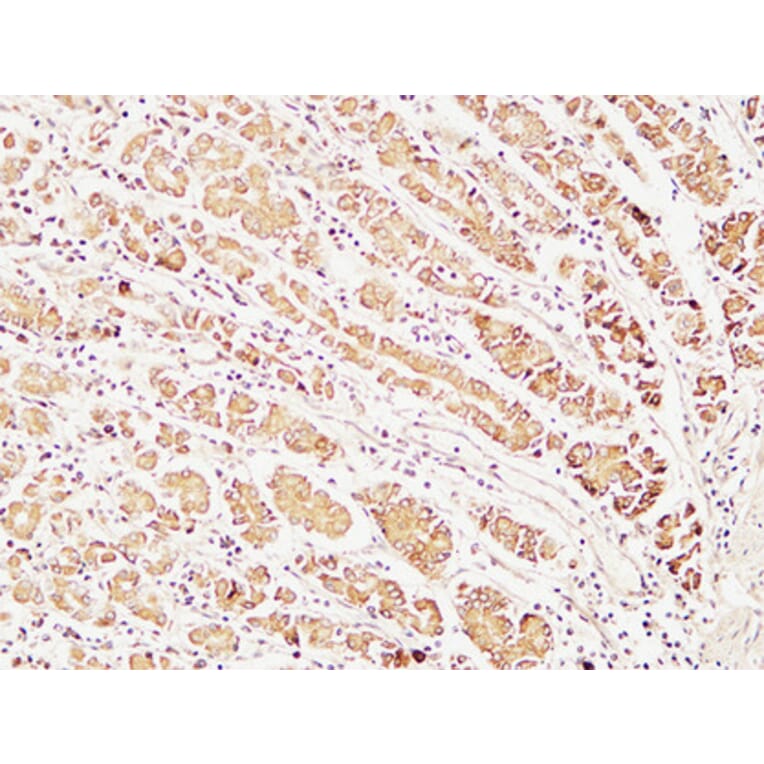 Immunohistochemistry - Anti-Caspase 1 Antibody (B1025) - Antibodies.com