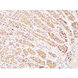 Immunohistochemistry - Anti-Caspase 1 Antibody (B1025) - Antibodies.com