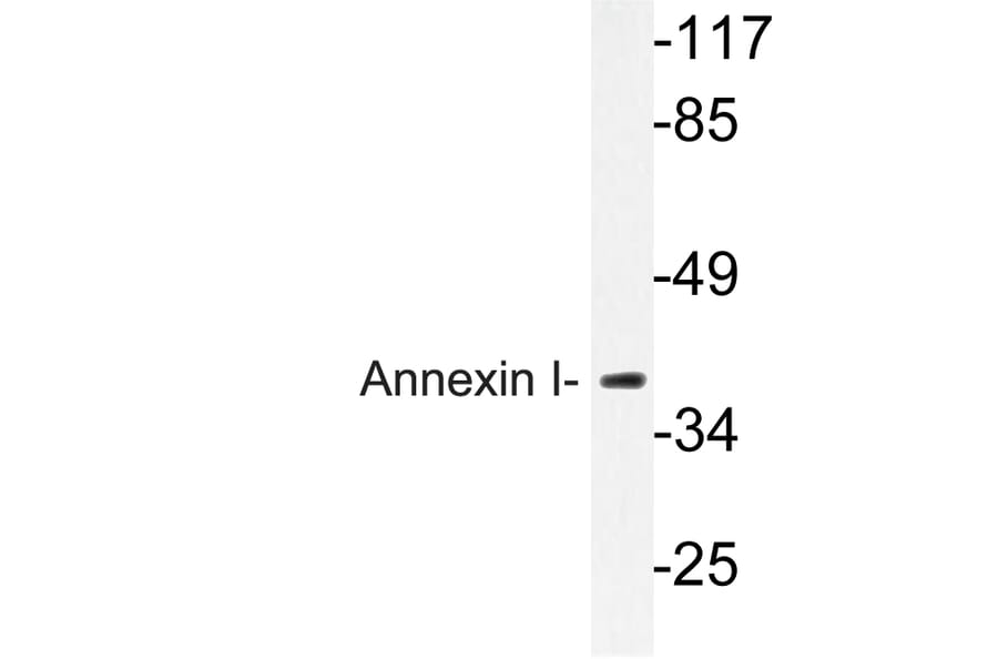 Western Blot - Anti-Annexin I Antibody (R12-2022) - Antibodies.com