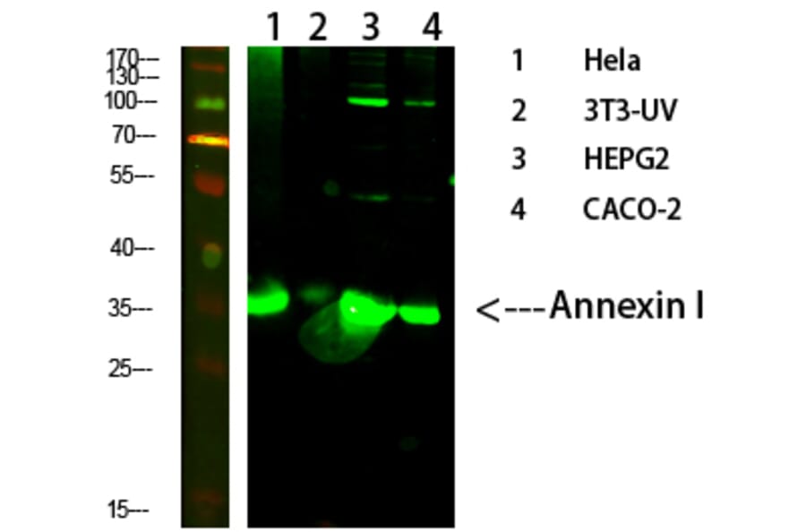 Western Blot - Anti-Annexin I Antibody (R12-2022) - Antibodies.com