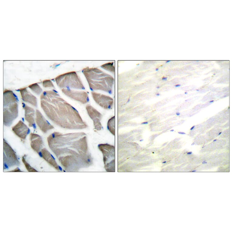 Immunohistochemistry - Anti-Actin-pan Antibody (C0124) - Antibodies.com