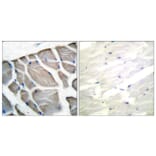 Immunohistochemistry - Anti-Actin-pan Antibody (C0124) - Antibodies.com