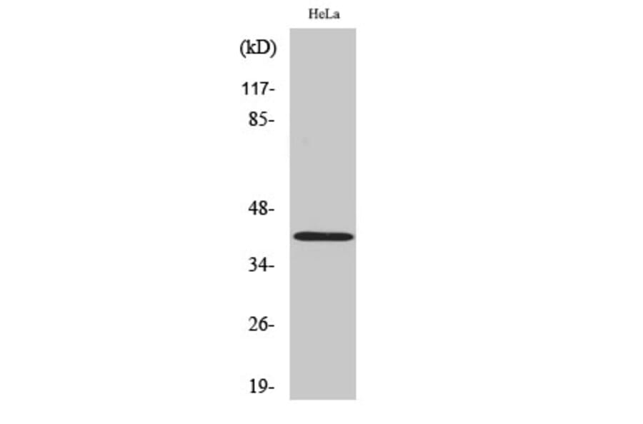Western Blot - Anti-Actin-pan Antibody (C0124) - Antibodies.com
