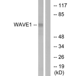 Western Blot - Anti-WAVE1 Antibody (B0598) - Antibodies.com