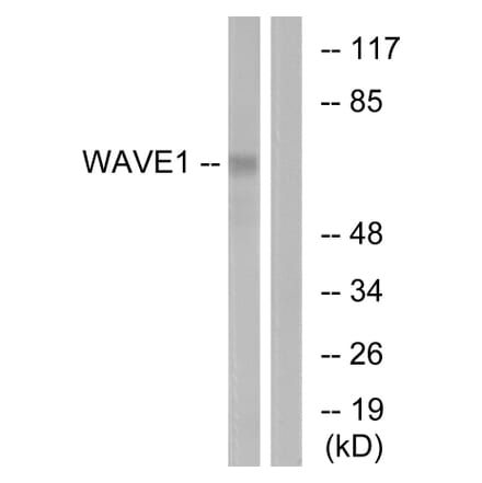 Western Blot - Anti-WAVE1 Antibody (B0598) - Antibodies.com