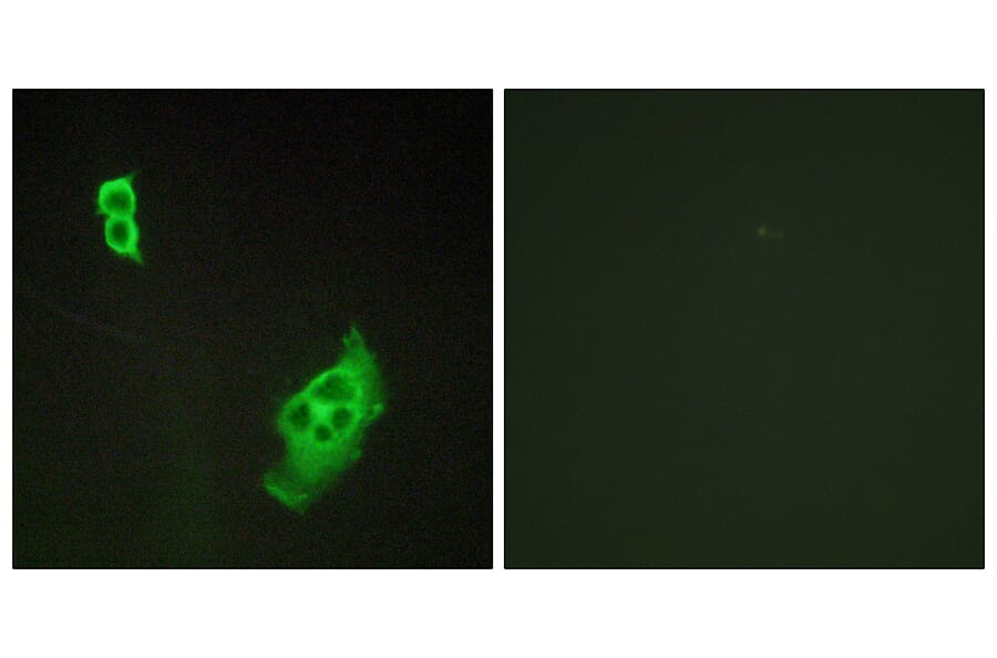 Immunofluorescence - Anti-WAVE1 Antibody (B0598) - Antibodies.com