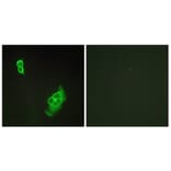 Immunofluorescence - Anti-WAVE1 Antibody (B0598) - Antibodies.com