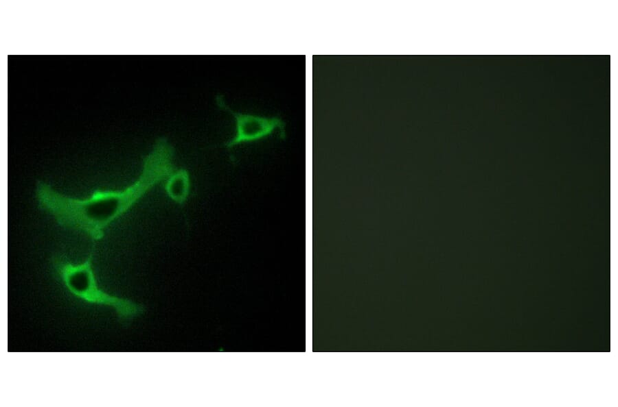 Immunofluorescence - Anti-TRIM3 Antibody (C10169) - Antibodies.com