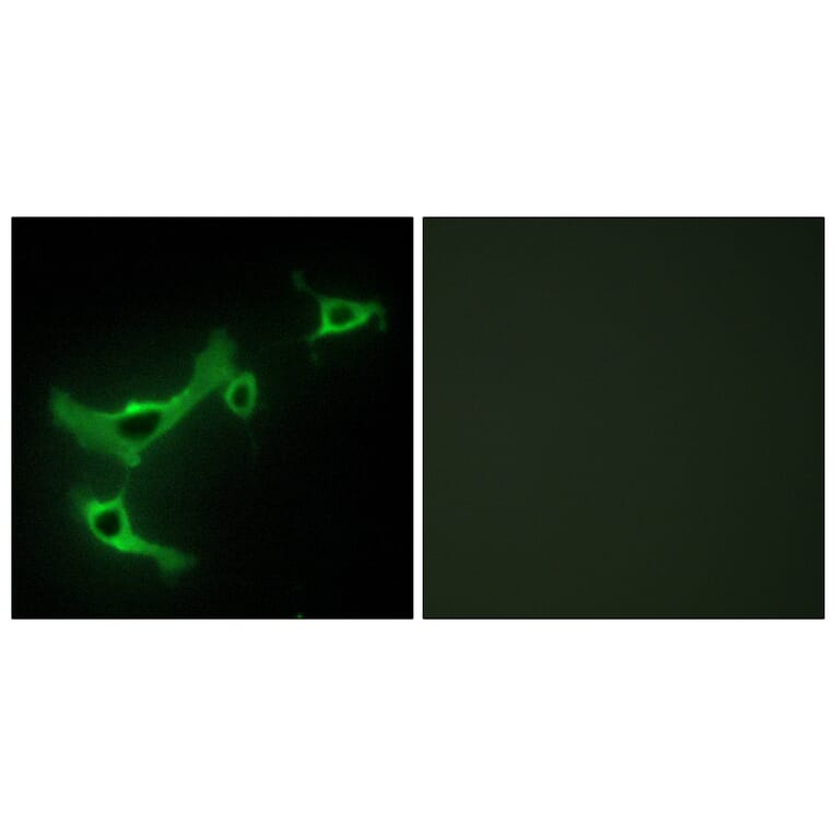 Immunofluorescence - Anti-TRIM3 Antibody (C10169) - Antibodies.com