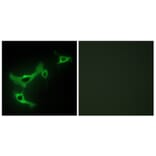 Immunofluorescence - Anti-TRIM3 Antibody (C10169) - Antibodies.com
