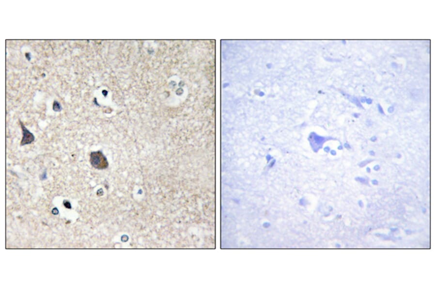 Immunohistochemistry - Anti-TRI18 Antibody (C10078) - Antibodies.com