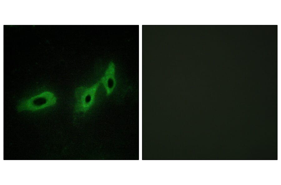 Immunofluorescence - Anti-TRI18 Antibody (C10078) - Antibodies.com
