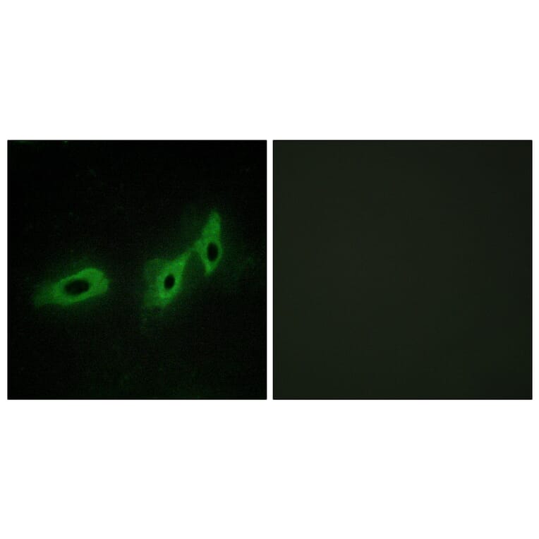Immunofluorescence - Anti-TRI18 Antibody (C10078) - Antibodies.com