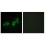 Immunofluorescence - Anti-TRI18 Antibody (C10078) - Antibodies.com