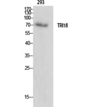 Western Blot - Anti-TRI18 Antibody (C10078) - Antibodies.com