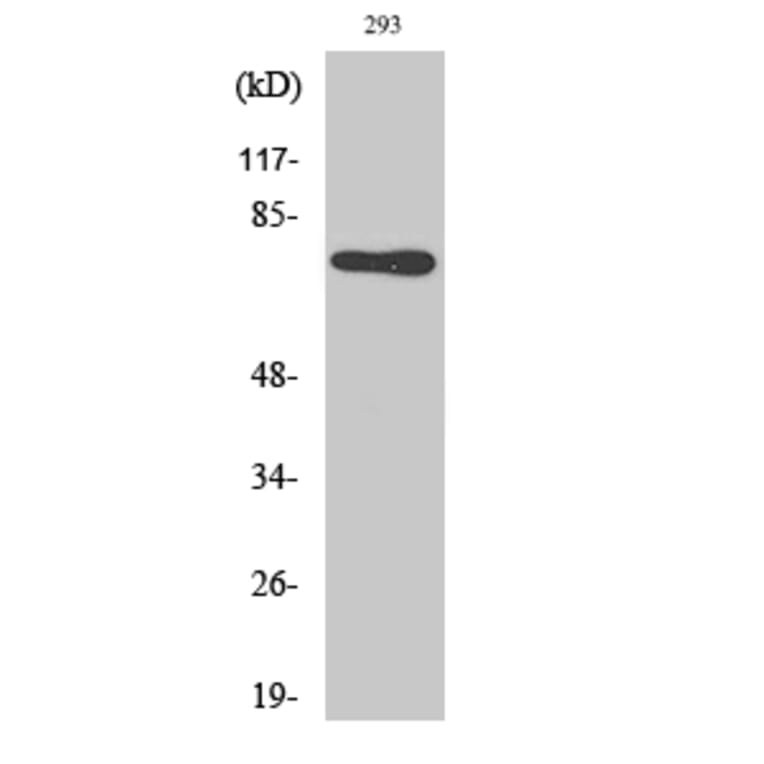 Western Blot - Anti-TRI18 Antibody (C10078) - Antibodies.com