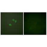 Immunofluorescence - Anti-Sumo1 Antibody (C0372) - Antibodies.com