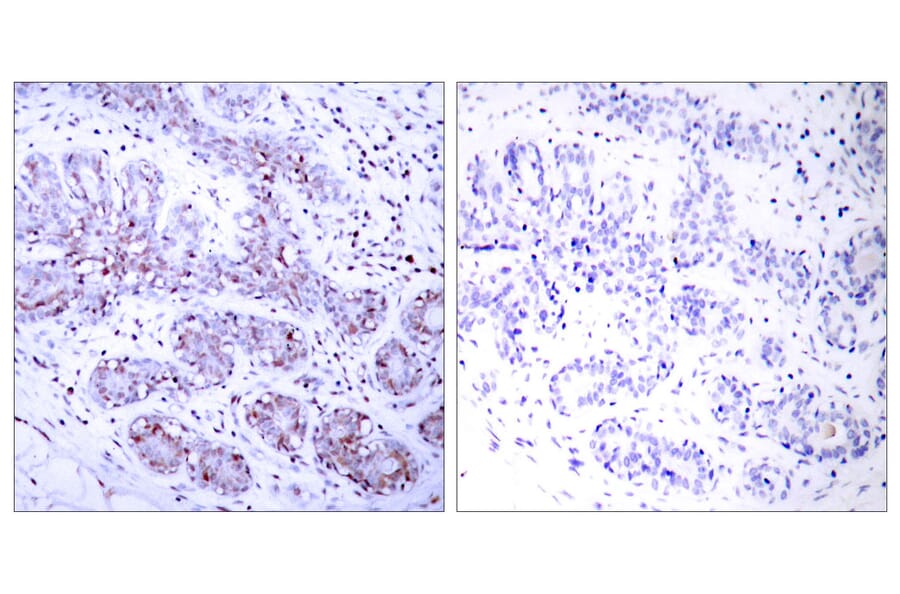 Immunohistochemistry - Anti-STAT4 Antibody (B7225) - Antibodies.com