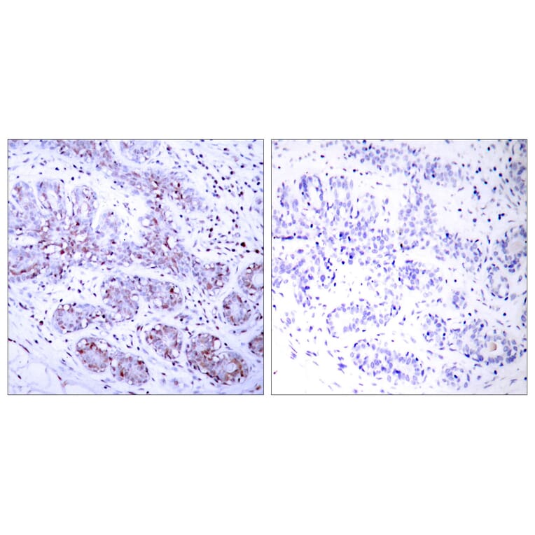 Immunohistochemistry - Anti-STAT4 Antibody (B7225) - Antibodies.com