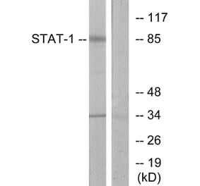 Western Blot - Anti-STAT1 Antibody (B7222) - Antibodies.com