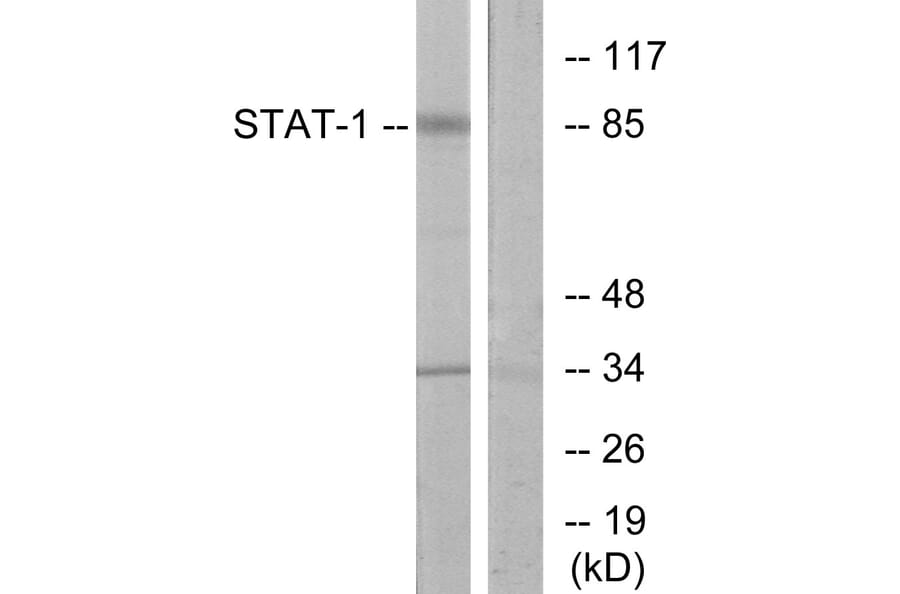 Western Blot - Anti-STAT1 Antibody (B7222) - Antibodies.com