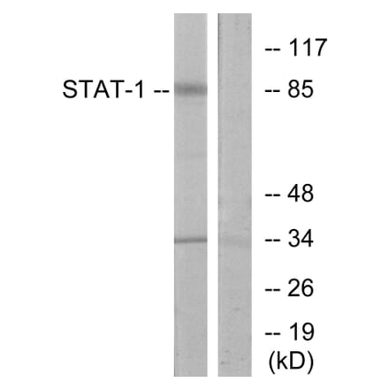 Western Blot - Anti-STAT1 Antibody (B7222) - Antibodies.com