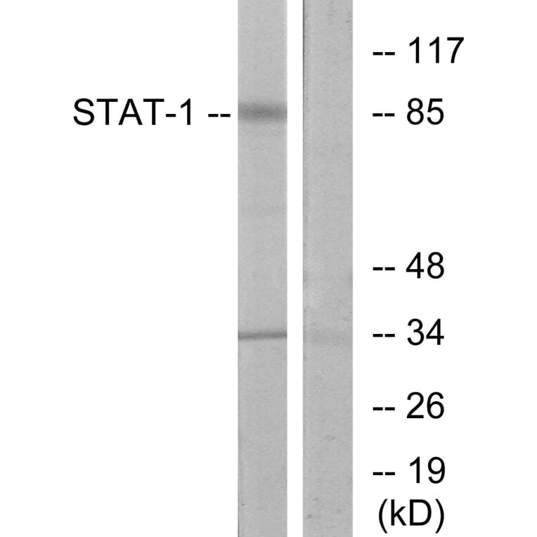 Western Blot - Anti-STAT1 Antibody (B7222) - Antibodies.com