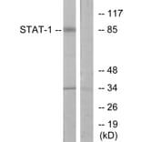 Western Blot - Anti-STAT1 Antibody (B7222) - Antibodies.com