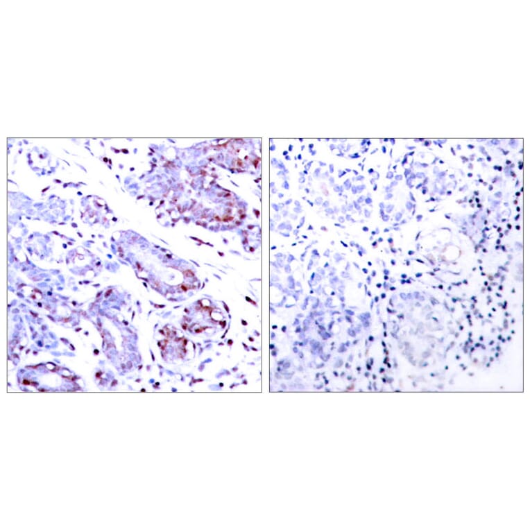 Immunohistochemistry - Anti-STAT1 Antibody (B7222) - Antibodies.com