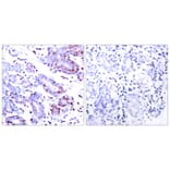 Immunohistochemistry - Anti-STAT1 Antibody (B7222) - Antibodies.com