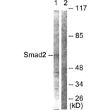 Western Blot - Anti-Smad2 Antibody (B0030) - Antibodies.com