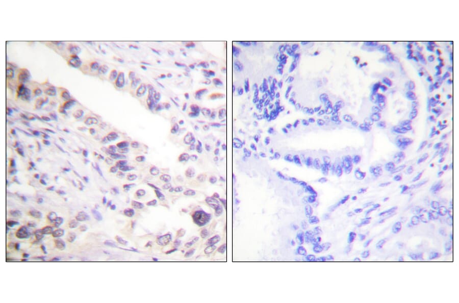 Immunohistochemistry - Anti-Smad2 Antibody (B0030) - Antibodies.com